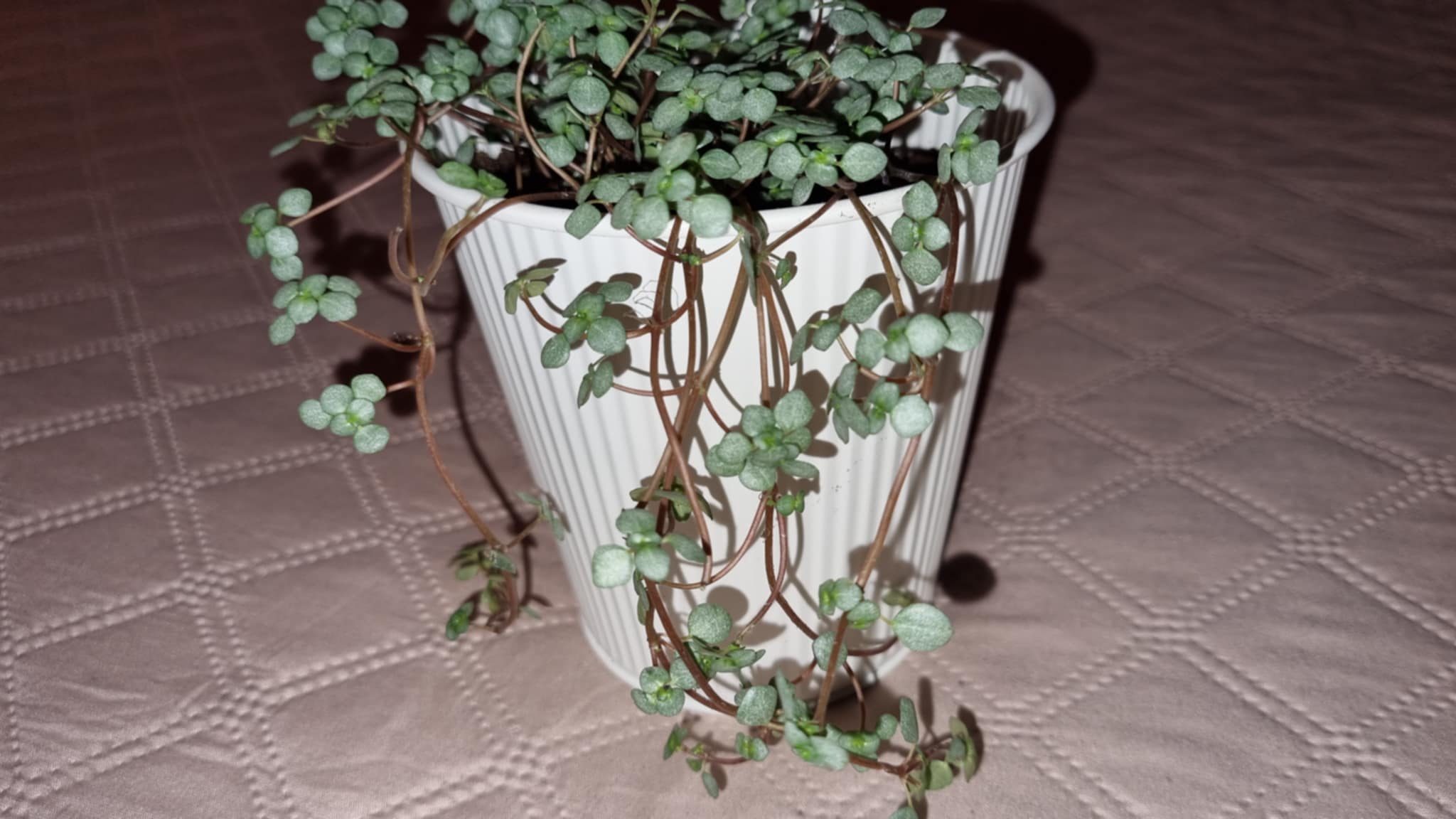 Ceropegia Woodii Image 1